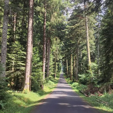 Au Coeur Des Bois A Monadiere